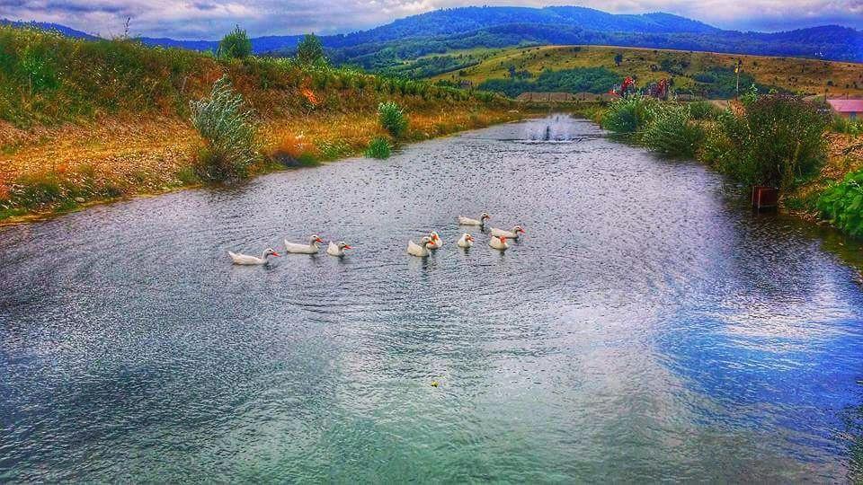 Pastravaria Ursu Vînători-Neamţ Dış mekan fotoğraf